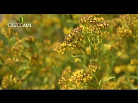 Vidéo: Comment conserver les graines de carvi - Conseils pour le séchage des plantes de carvi