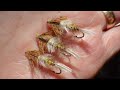 Tying a large mayfly nymph for both rivers and lochs ephemera danica