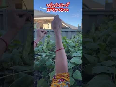 ఆస్ట్రేలియాలో కూరగాయలు #trending #viral #gardening #ytshorts #vegetables #shorts