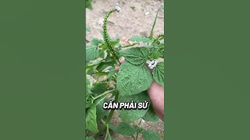 Cỏ vòi voi #baithuocdangian