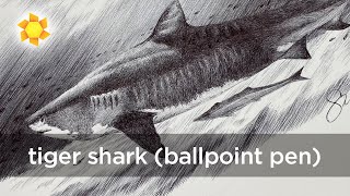 How to draw a Tiger Shark in ballpoint pen #shark