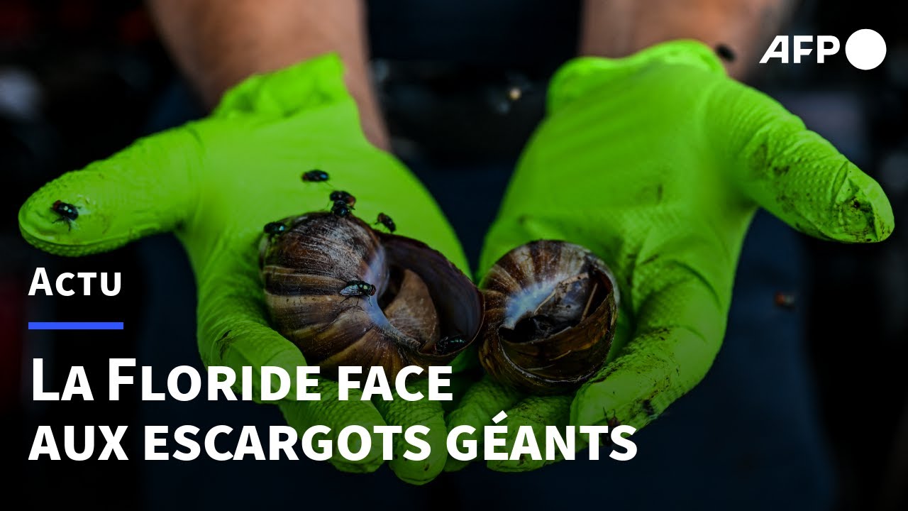 La Floride face à un péril rampant: les escargots géants | AFP