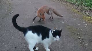 Pussycat &Fox are best friends.Macka I lisica su najbolji prijatelji #nature #ytviral#fox