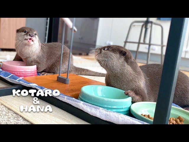 カワウソコタローとハナ　アライグマのようにエサを洗って食べるハナ　Otter Kotaro&Hana Eat Cat Food Like Cereal With Milk