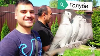 видео: Питомник Армянских голубей в Москве. (Ленинаканские ) картинка: Питомник Армянских голубей в Москве. (Ленинаканские )