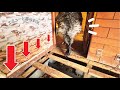 大好きなお部屋を破壊されたショックでペットの巨鳥がヤバいことに…