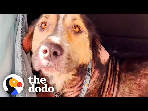 Stray Dog Chooses His Family By Jumping Into Their Car  