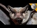 Catching Bats by Hand! - The Mexican Free Tailed Bat