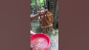 Cận cảnh củ sâm nam núi Dành, Bắc Giang. 6 năm tuổi.