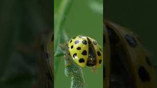 Ladybug Spots is Not What You Think #shorts