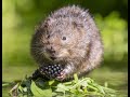 Water vole displacement - narrated - stage 1 of displacement complete.