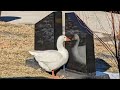 The Lonely Goose At Riverside Cemetery