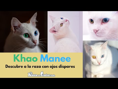 Khao Manee cat 😻 All the details of the breed (with subtitles)