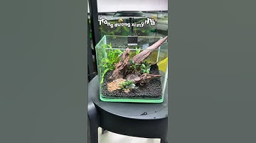 Combo hồ này nuôi cá tép ổn không ta ? #thuysinh #sivaca #nhacabaymau #setuphoca #cabaymau