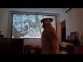 Así es el instinto animal de un Lobero irlandes o Irish Wolfhound