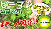 3月に種まき 苗植えできる野菜10選 実際に植えながら紹介します 初心者向け野菜づくりムービー Youtube 3月に種まき 苗植えできる野菜10選 実際に植えながら紹介します 初心者向け野菜づくりムービー Youtube