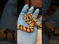 Baby ball python😍😍😍 #amazing #snake #animal #animals #pets