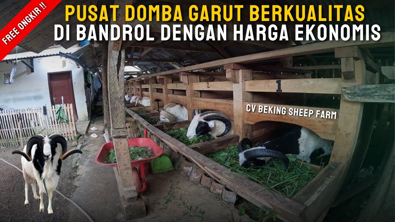 Последние поступления! Обзор экономичных цен на овец породы гарут | @CV.BEKINGSHEEPFARM