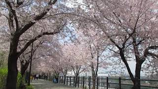 1080411首爾中浪川櫻花路(2)
