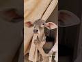 Cowbaby 💗💗/#shorts #cow #cowshorts #cowvideos  #cowvideo #animalontheway #cowvoice #funny #cowsound