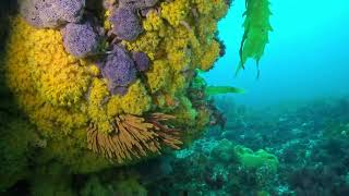 Boarfish Reef 11025