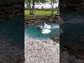 Making A Duck Pond Pt 3 рџ Diyprojects Landscape Making A Duck Pond Pt 3 рџ Diyprojects Landscape