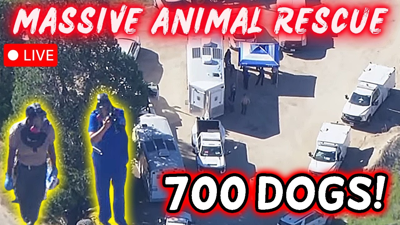 🔴 700 DOGS & CATS! Massive Animal Rescue Operation Underway in Los ...