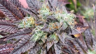 12 inch PORNSTAR. STRAIN (GROW TENT GURU ) video 27 season 6