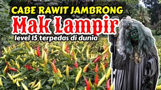 CABE RAWIT JAMBRONG MAK LAMPIR CABE TERPEDAS DIDUNIA