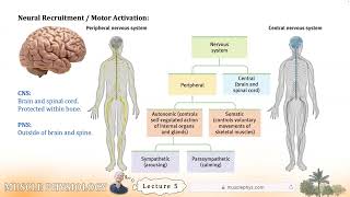 Muscle Physiology, Lecture 5: The Neuromuscular System