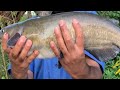 Channel Cat fish catching|| Big cat fish catching|| Amazing fishing