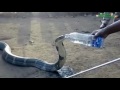 Increíble cobra bebe agua de una botella | 36