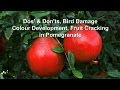 Dos' & Don'ts, Bird Damage, Colour Development, Fruit Cracking in Pomegranate