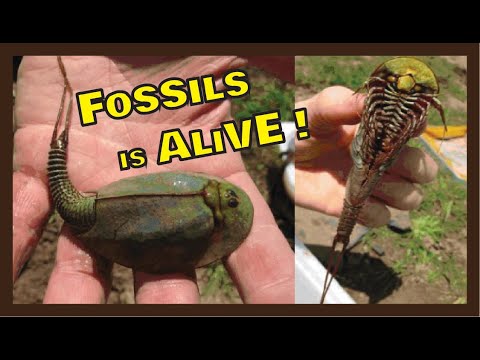 ALIENS On EARTH | Living FOSSILS | TRIOPS Expedition Facts | Caught on Video | Shield Shrimps