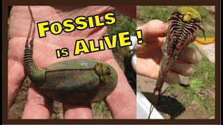 ALIENS On EARTH | Living FOSSILS | TRIOPS Expedition Facts | Caught on Video | Shield Shrimps