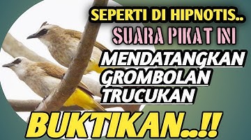 Trucukan gacor SUARA PIKAT TRUCUKAN PALING AMPUH 2024 di jamin mendekat & ngumpul , DURASI PANJANG