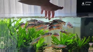 Đèn Zetlight UFO F8 PRO: Công Nghệ Chiếu Sáng Mới Cho Bể Cá Cảnh #denbeca #zetlight #cacanh