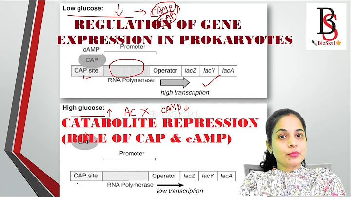 Role of cAMP in lac operon