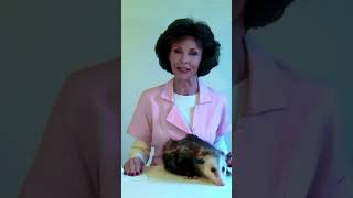 Another Elephant #Shorts #comedyvideos #animals #possumkingdom #funny #possum #squirrel