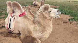 Mongolian Furry Bactrian Two-Hump Camel