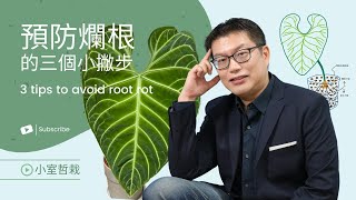 [CC字幕] 預防爛根的三個小撇步 | 觀音蓮、火鶴、花燭 別怕！ | 3tips avoid root rot | 小室哲栽 | 假日農夫 EP10 | #華生觀音蓮 #網紋斑馬觀音蓮 #皇火鶴