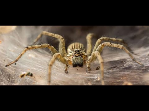 Видео: QUANTOS  OLHOS UMA ARANHA  TEM?