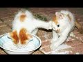 Funny Cats and Dogs 2020 - Try Not to Laugh! [Funny Pets]