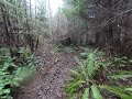 Shelton single track