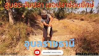 42 อุบลราชธานี สูบสระในนาข้าว เจอปลาช่อนยักษ์ - Catch fish with bare hands (Fishing)