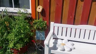 Manilaid island, 23  14.08.2025  12:53  Alpaca