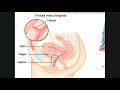 ENF. DE MUJER  Y VEJIGA NEUROGENICA | CLASE 12, 13