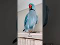 Blue Ringneck Parrot Talking Peekaboo Parrotspeak Parrot Petbird Birds Ringneckparrot Blue Ringneck Parrot Talking Peekaboo Parrotspeak Parrot Petbird Birds Ringneckparrot