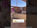 سيسي يتضارب مع حصان خيل خيل عربي اصيل سيسي 