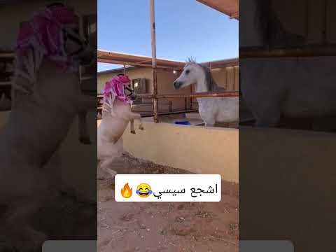 سيسي يتضارب مع حصان خيل خيل عربي اصيل سيسي 